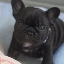French Bulldog Puppies from Diamond Shores French Bulldogs