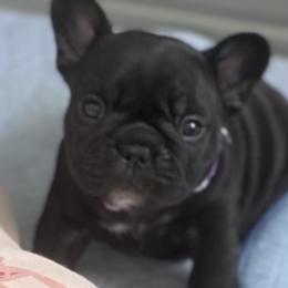 French Bulldog Puppies from Diamond Shores French Bulldogs