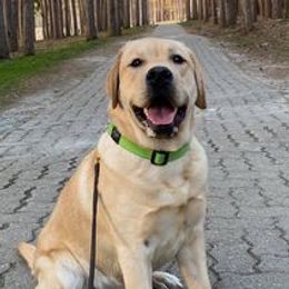 Labrador Retrievers from Courtney's Labrador Retrievers