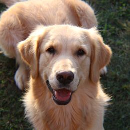 Bernese Mountain Dogs and Golden Retrievers from Perrydise Farm