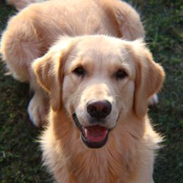 Bernese Mountain Dogs and Golden Retrievers from Perrydise Farm