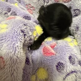 Girl 1 - Black female Pomeranian puppy in Conroe, Texas from Maxi’s Poms, LLC