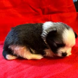 Ace - Black parti male Pomeranian puppy in Waterloo, Indiana from Garcias Pomeranian