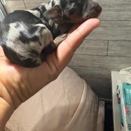 Crush - Dapple male Dachshund puppy in Temecula, California from Naomi Magee's Dachshund Kennel
