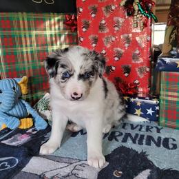 Winter - Slate merle female Border Collie puppy in Morgan, Texas from Shooting Star Ranch