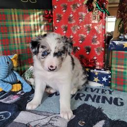 Winter - Slate merle female Border Collie puppy in Morgan, Texas from Shooting Star Ranch