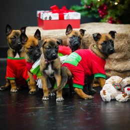 Belgian Malinois Puppies from Ak Hell Hounds