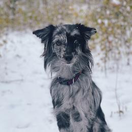 Astra - Pyrenean Shepherd