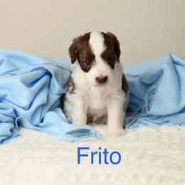 Freedom Frito - Brown and white male Aussiedoodle puppy in Lincoln, California from Frenchie LOVE and Doodles