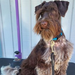 Romeo - Miniature Schnauzer