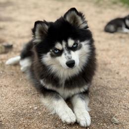 Meeka - Black and white female Pomsky puppy in Whittier, California from Legendary Pomskies