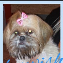 Morita - Shih Tzu