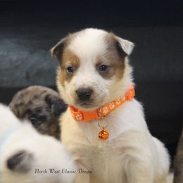 Bocephus - Red speckled male Australian Cattle Dog puppy in Willamina, Oregon from Cherished Chihuahuas