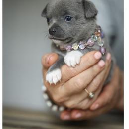 Chihuahua Puppies from ,, Vajda” chihuahua club