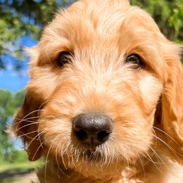 Sunny - Cream Goldendoodle puppy in Amery, Wisconsin from Cornerstone Kennels
