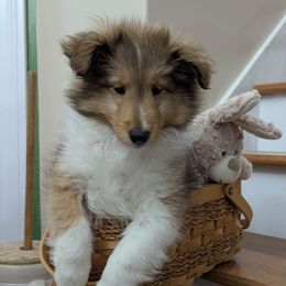Green - Sable and white Shetland Sheepdog puppy in Lake Cumberland Area, Kentucky from Whitehaven Farm Shelties
