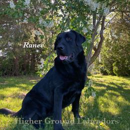 Ranee - Labrador Retriever
