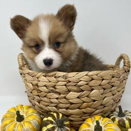 Butterscotch (fluffy) - Sable male Pembroke Welsh Corgi puppy in Waco, Texas from The Comma Corgis