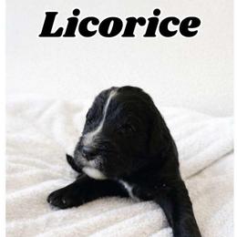 Licorice - Black and white male Bernedoodle puppy in High Point, North Carolina from Kingsfield Doodles