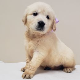 Goldendoodle and Golden Retriever Puppies from Servant Kennel