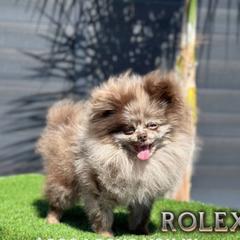 French Bulldog and Pomeranian All Grown Up from Chaos Central Valley Bulls