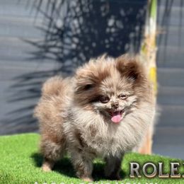 French Bulldog and Pomeranian All Grown Up from Chaos Central Valley Bulls