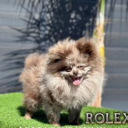 French Bulldog and Pomeranian All Grown Up from Chaos Central Valley Bulls