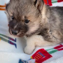 Boy 1 - Agouti and white male Siberian Husky puppy in Grant City, Missouri from Timberline Paws