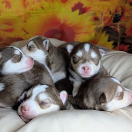 Poppy - Red and white female Pomsky puppy in Spring Hill, Florida from www.PuppyTimeEmporium.com