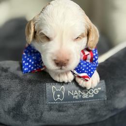Bravo - Caramel cream male Australian Labradoodle puppy in Calhoun, Louisiana from Arrowhead Australian Labradoodles