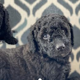 Goldendoodles from Head Over Doodles