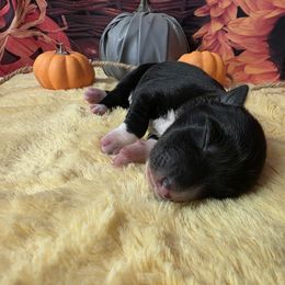 Feta - Black and white female Border Collie puppy in Avilla, Indiana from Borderline Kennels