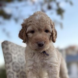 Rachel - Cream female Goldendoodle puppy in Berwick, Pennsylvania from Wright’s Wiggle Butts