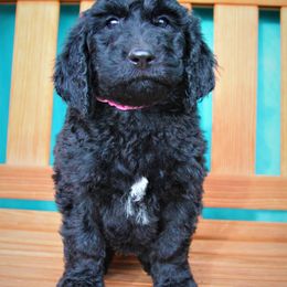 Goldendoodle Puppies from Warren Doodles