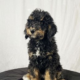 Mahomes - Tri-color Bernedoodle puppy in Kansas City, Missouri from Kansas City Doodles