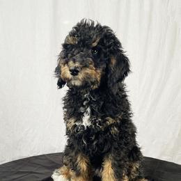 Mahomes - Tri-color Bernedoodle puppy in Kansas City, Missouri from Kansas City Doodles