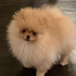 Pomeranian Puppies from Halo Poms