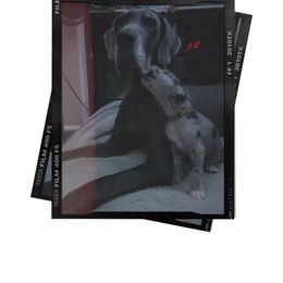 Great Dane Puppies from Babes & Danes