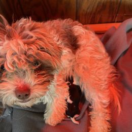 Bailey - Havanese
