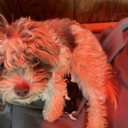 Bailey - Havanese
