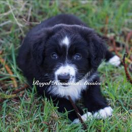 Obsidian 🖤 - Black & white Miniature American Shepherd puppy in Kamuela On The Big Island, Hawaii from Royal Hawaiian Aussies LLC