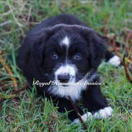 Obsidian 🖤 - Black & white Miniature American Shepherd puppy in Kamuela On The Big Island, Hawaii from Royal Hawaiian Aussies LLC