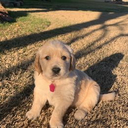 Golden Retriever Puppies from Daniel Ranch Golden Retrievers