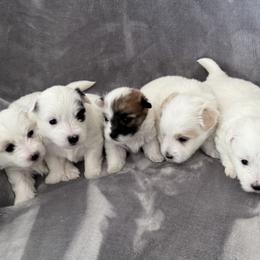 Cotons de Tulear from Sterling’s Sweet Cotons