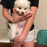 Boy 2 - male American Eskimo Dog puppy in Canton, Texas from Dan's Eskimo Dogs