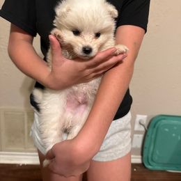 Boy 2 - male American Eskimo Dog puppy in Canton, Texas from Dan's Eskimo Dogs