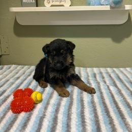 Rocky - Black and tan male German Shepherd puppy in Stanardsville, Virginia from Majestic K9 LLC