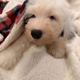 Dunkel - Gray and white male Old English Sheepdog puppy in Fairfield, California from Cotufas