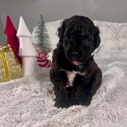 Eileen - female Aussiedoodle puppy in Utica, Ohio from Poodle Me Crazy