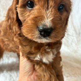 Storm - Apricot male Cavapoo puppy in Adrian, Oregon from ApplebyFarm
